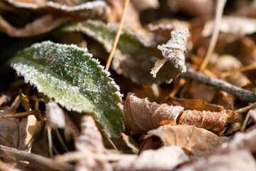 Green Leaf with Frost