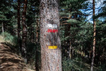un árbol pinta con franjas de varios colores