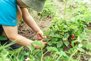 Litlle boy picking strawberries in the garden