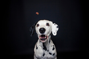 Dalamatiner im Foto Studio versucht essen zu fangen. Hund macht witziges Gesicht während er nach Treats schnappt. 