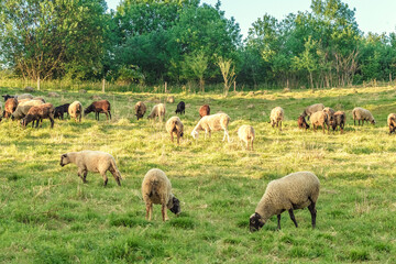 Obraz premium Flock of sheep on pasture. Livestock concept.