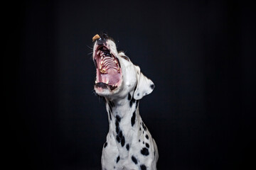 Dalamatiner im Foto Studio versucht essen zu fangen. Hund macht witziges Gesicht während er nach Treats schnappt. 