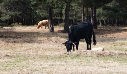 un toro negro comiendo y otro toro marrón de fondo
