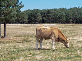una vaca marron comiendo en el campo