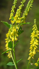Melilot officinalis (Melilotus officinalis) blooms in nature