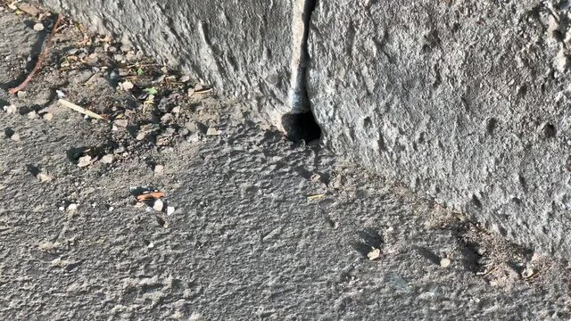 Wasps getting in and out of their nest through a hole in between concrete curb stone blocks