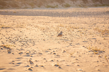 Inglés

bird resting on the sand of a beach in the Valencian Mediterranean spain

bird resting on the sand of a beach in the Valencian Mediterranean