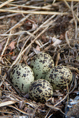 Naklejka na ściany i meble Four Semipalmated Plover (Charadrius semipalmatus) eggs in a nest surrounded by twigs near Arviat, Nunavut, Canada