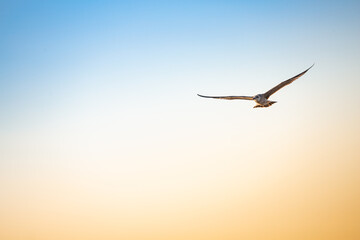 series of photos of a bird flying with a background of blue and yellow sky, different positions of the wings and the bird