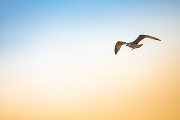 series of photos of a bird flying with a background of blue and yellow sky, different positions of the wings and the bird