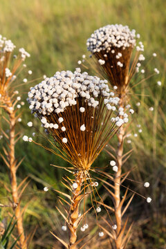 Flower From Cerrado