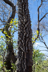 Fototapeta premium tree in the forest