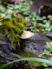 Pilz