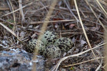 Four Semipalmated Plover (Charadrius semipalmatus) eggs in a nest surrounded by twigs near Arviat, Nunavut, Canada