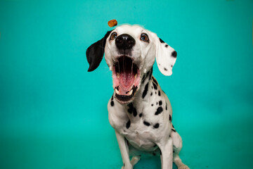 Dalamtiner im Studio versucht ein Leckerli zu fangen. Hund schnappt nach Essen und macht ein...