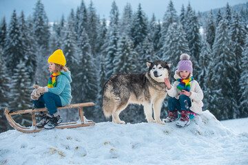 Winter children friends, Austria. Happy little kids with dog hasky at the snowy forest in the cold season. Travel children adventure.