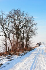 Landscape with snow covered field road and naked broadleaf trees between fields on the left side, round hay bales in background.