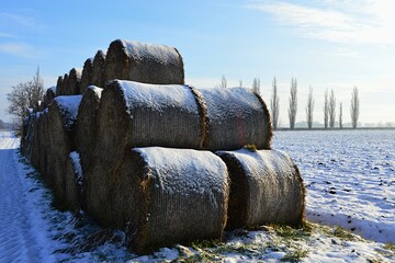 Round hay bales stacked in three levels, covered with snow. Snowy field on the right with poplar tree lane along main road in background. Snow covered field road on the left. Morning sunshine with blu