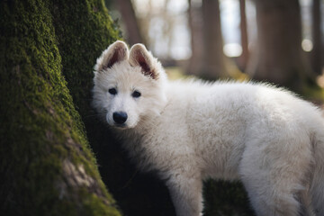Obraz premium Schweizer Schäferhund im Wald. Welpe erkundet die Umgebung.