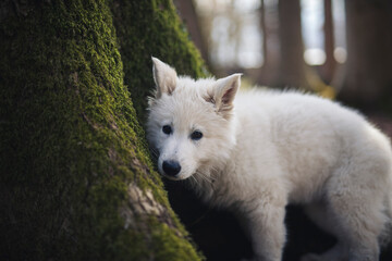 Schweizer Schäferhund im Wald. Welpe erkundet die Umgebung.