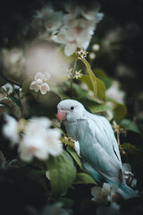 Blue rose-ringed or ring-necked parakeet on the branch in summer garden