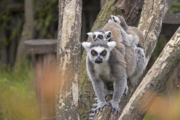 Tailed lemur family of lemurs sitting on a branch. (Lemur catta)