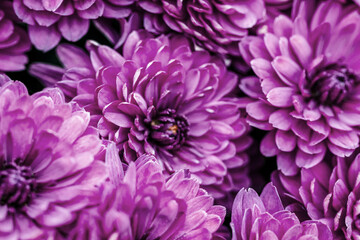 Lilac  dahlia petals macro, floral abstract background. Close up of flowes dahlia, chrysanthemum for background, Soft focus,