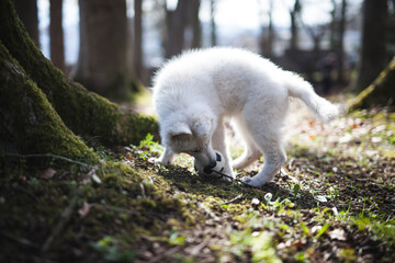 Schweizer Schäferhund spielt im Wald mit seinem Ball.