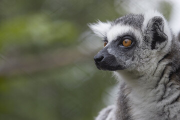 Ring-tailed lemur (lemur catta) Lemur face, close-up portrait of Madagascar monkey whit profile .