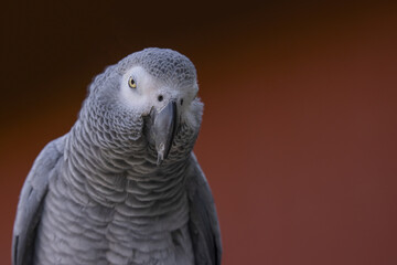 Portrait of a parrot on a dark red background. African Grey Parrot (Psittacus erithacus).