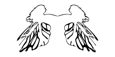 angel wings isolated on white