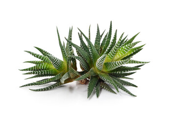 Leaves of striped haworthia.