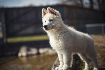 Weißer schweizer Schäferhund steht auf Steinen neben einen See. Welpe erkundet die Natur.