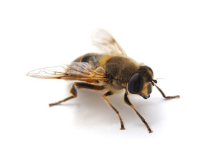 One small bee.