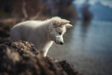 Obraz premium Weißer schweizer Schäferhund steht auf Steinen neben einen See. Welpe erkundet die Natur.