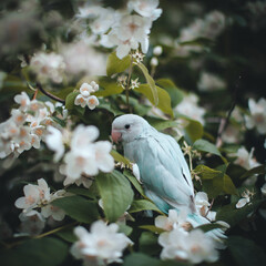Blue rose-ringed or ring-necked parakeet on the branch in summer garden