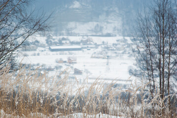 Dry grass in the snow