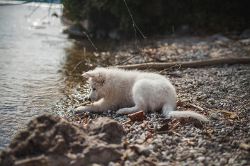 Weißer schweizer Schäferhung liegt auf Steinen neben dem See. Welpe ist erschöpft vom Erkunden.