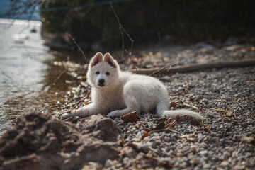 Weißer schweizer Schäferhung liegt auf Steinen neben dem See. Welpe ist erschöpft vom Erkunden.