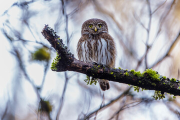 Sperlingskauz (Glaucidium passerinum)