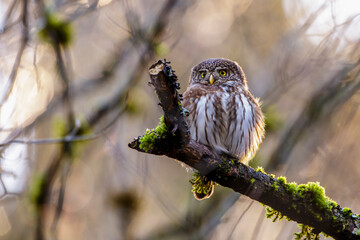 Sperlingskauz (Glaucidium passerinum)