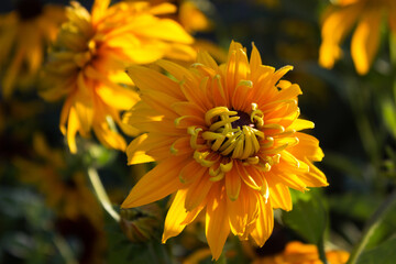 Terry multi-petal rudbeckia hirta - summer bright yellow flowers bloom in the garden. Top view, green background