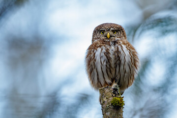Sperlingskauz (Glaucidium passerinum)