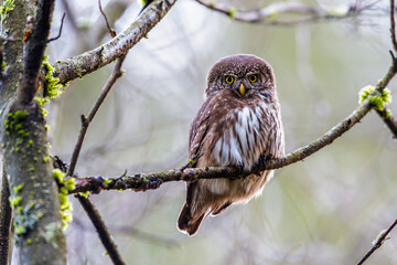 Sperlingskauz (Glaucidium passerinum)