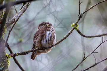 Sperlingskauz (Glaucidium passerinum)