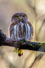 Sperlingskauz (Glaucidium passerinum)