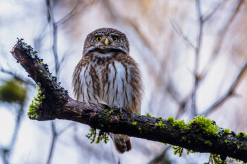 Sperlingskauz (Glaucidium passerinum)