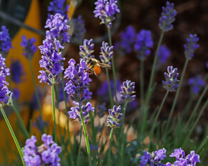 Bee landing on blooming lavender