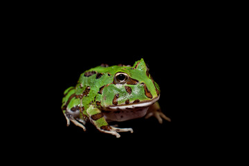 The Brazilian horned frog isolated on black