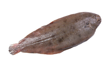 Fresh flatfish, sole